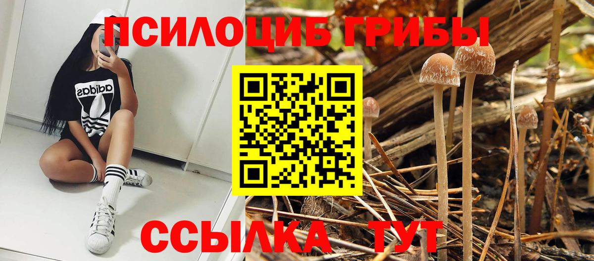Тулун  Псилоцибиновые грибы мухоморы  купить закладку  Вход с VPN 